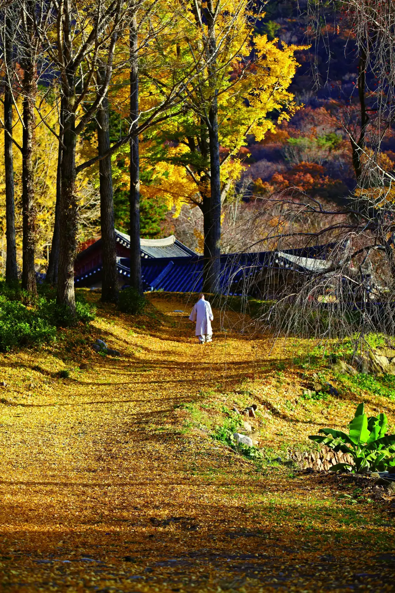 Sansa, Buddhist Mountain Monasteries in Korea
